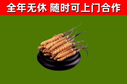 云梦县回收散虫草