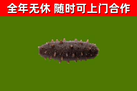 云梦县回收海参干